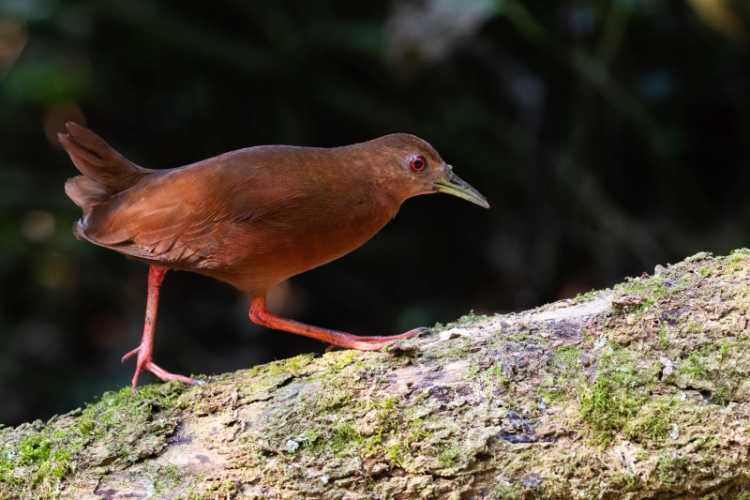 Ilhabela receberá 'Bird Week' com atividades gratuitas