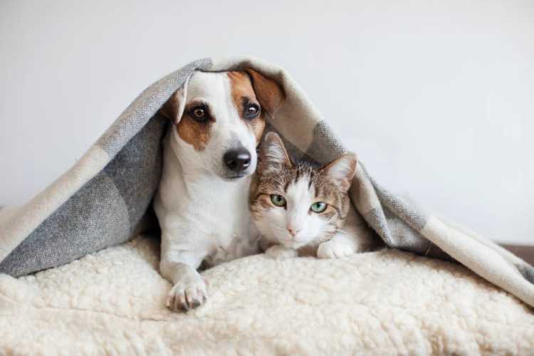 Atibaia terá feira de adoção de cães e gatos na próxima quarta-feira (23)