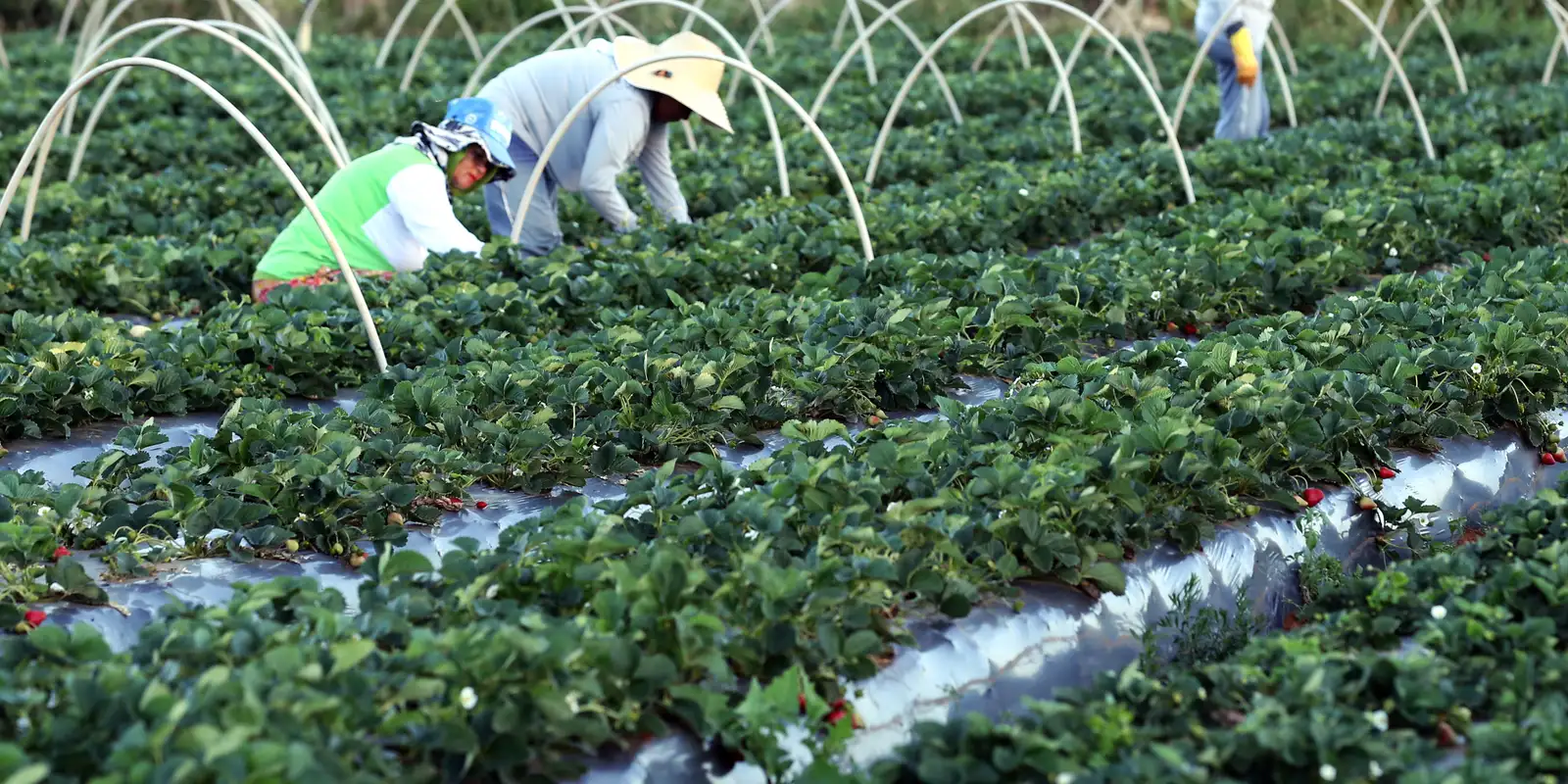 Finep anuncia parceria de R$ 74,9 milhões para a agricultura familiar