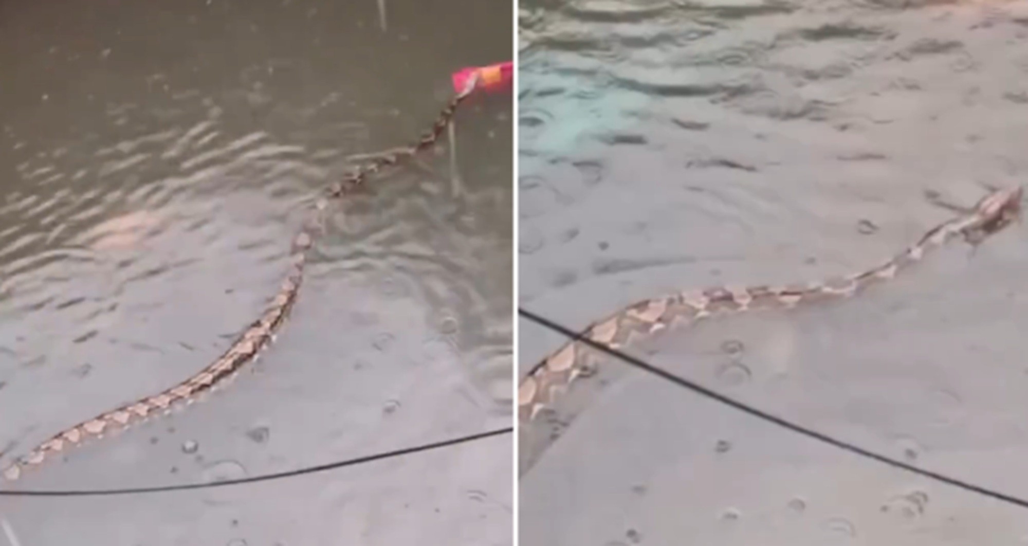 É #FATO: Pítons gigantes são vistas nadando em ruas alagadas de Bali, na Indonésia; assista