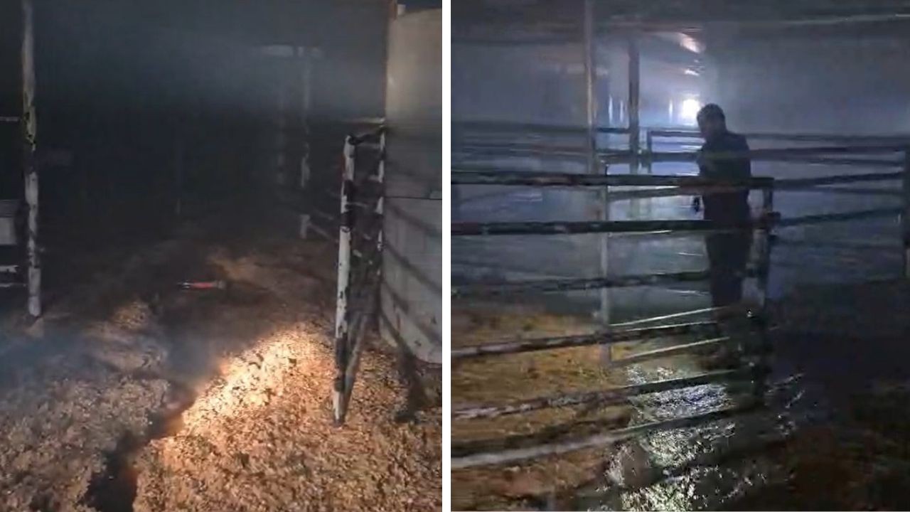 Vídeo mostra destruição no interior de navio com carga de gado que pegou fogo em São Sebastião