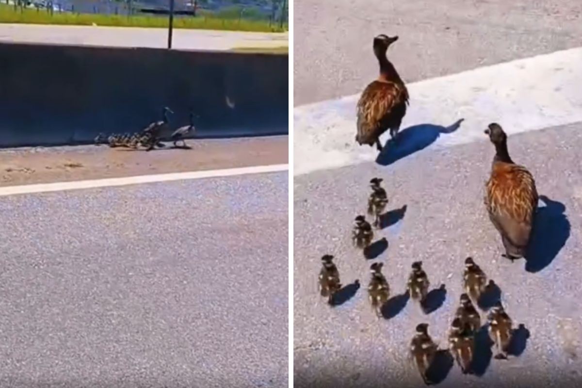 VÍDEO: PRF interrompe trânsito na Dutra para ajudar família de patos a atravessar pista