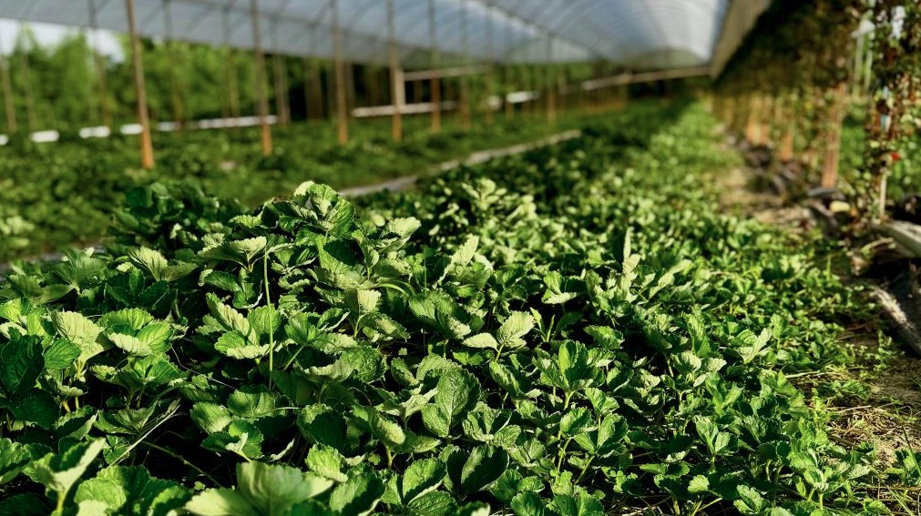 Prefeitura de Atibaia entrega mais de 430 mil mudas de morango a produtores