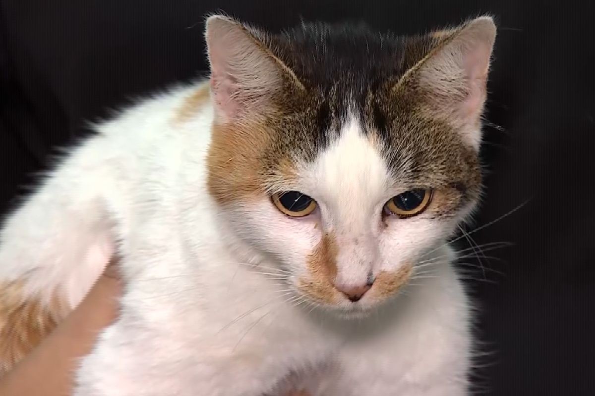 Polícia identifica quatro adolescentes envolvidos em vídeo de gata arremessada em rio: 'Foi um desafio', diz delegado