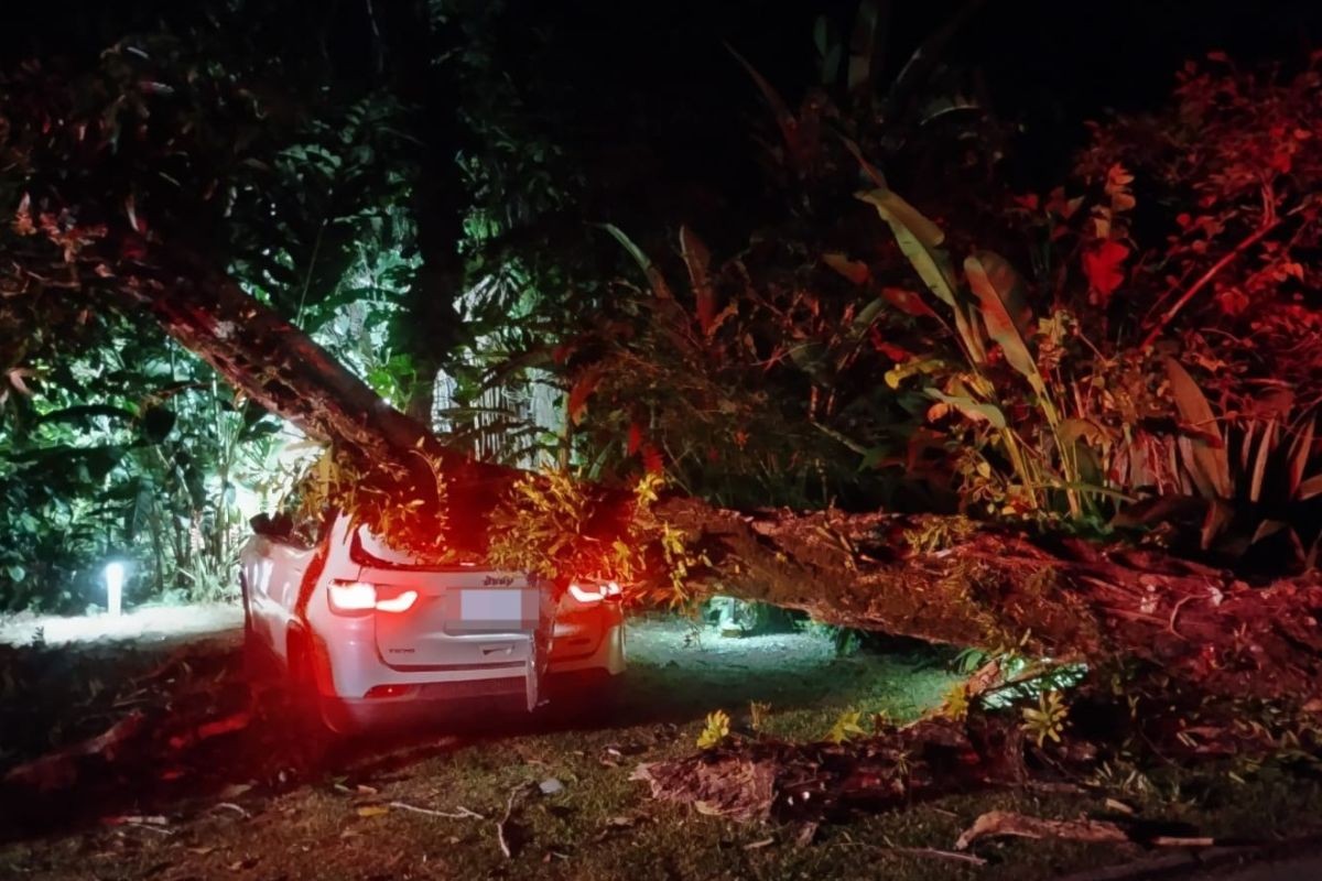 Árvore cai sobre carro no bairro Baleia, em São Sebastião (SP)