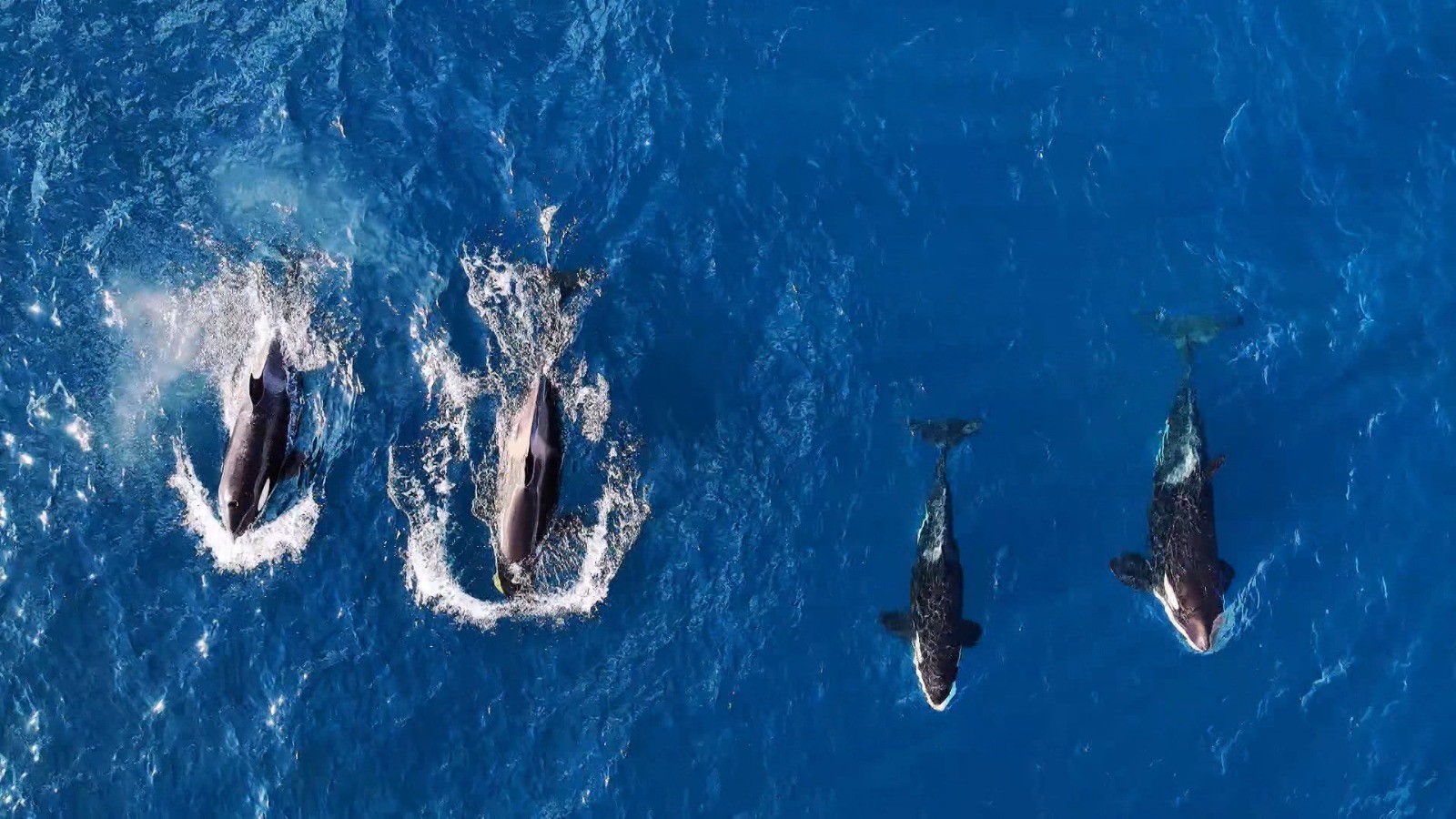 Grupo de orcas é visto no mar de Ilhabela, no litoral de SP