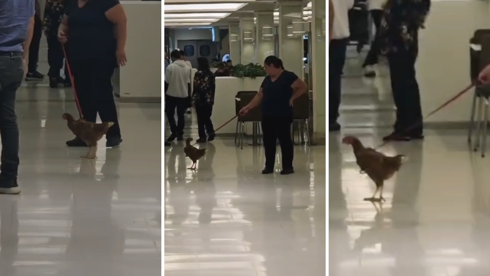 Galinha de estimação passeia de coleira em shopping no interior de SP e vídeo viraliza: 'Icônico'; assista