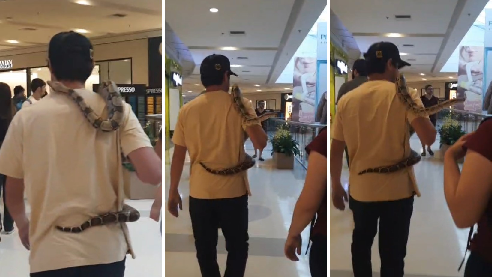 Homem passeia com cobra enrolada no pescoço em shopping no interior de SP