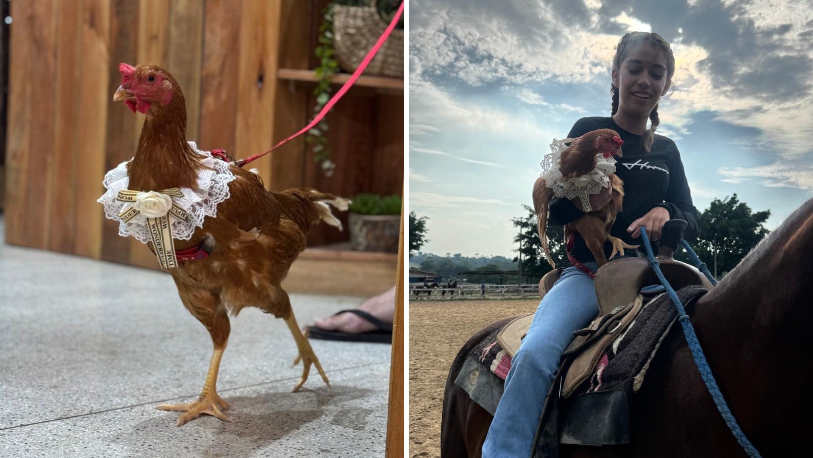 Galinha de estimação que passeou em shopping dorme em cama e já andou até a cavalo: ‘Melhor companhia’