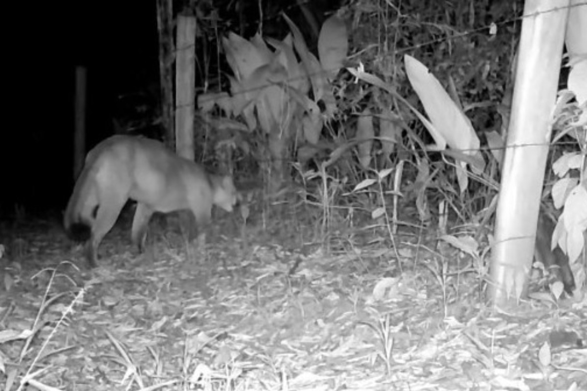 Onça-parda é flagrada por câmera em área rural de Tremembé, no interior de SP