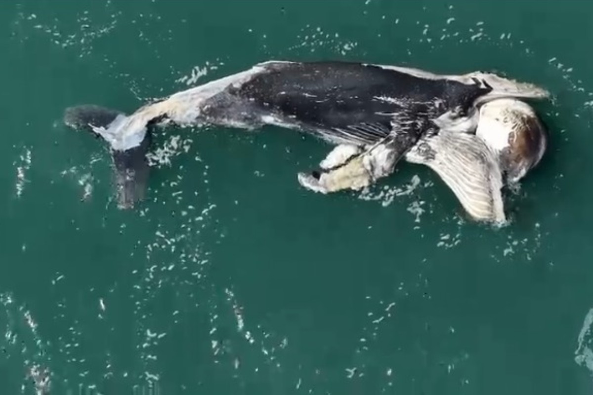 Filhote de baleia-jubarte de 6 metros é encontrado morto no canal entre São Sebastião e Ilhabela, no Litoral de SP
