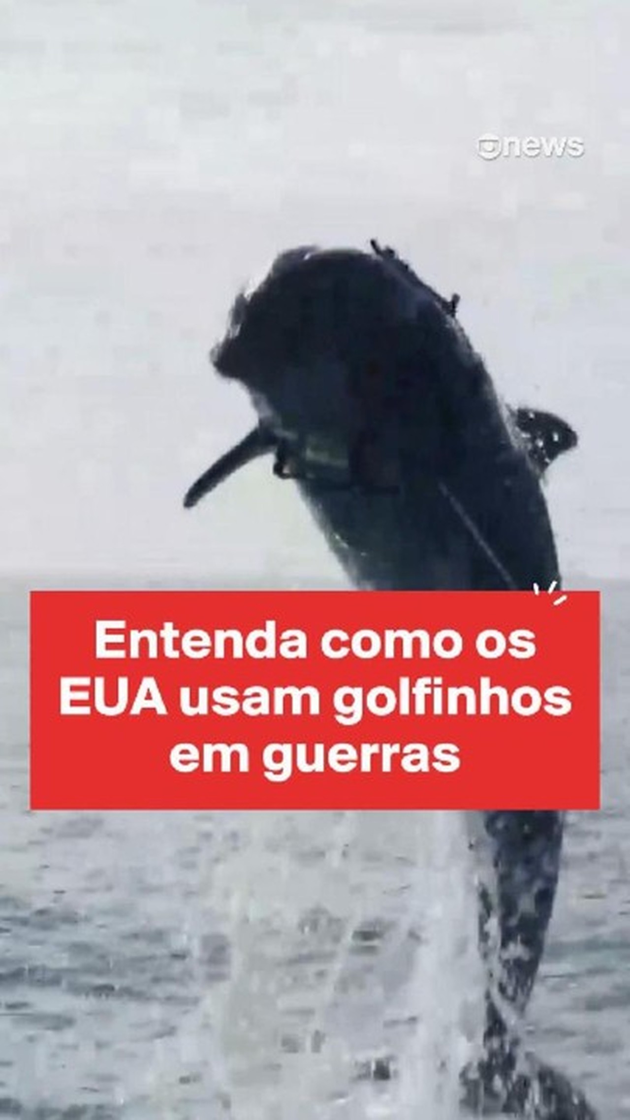 A história dos golfinhos suicidas treinados na União Soviética que o Irã comprou da Ucrânia