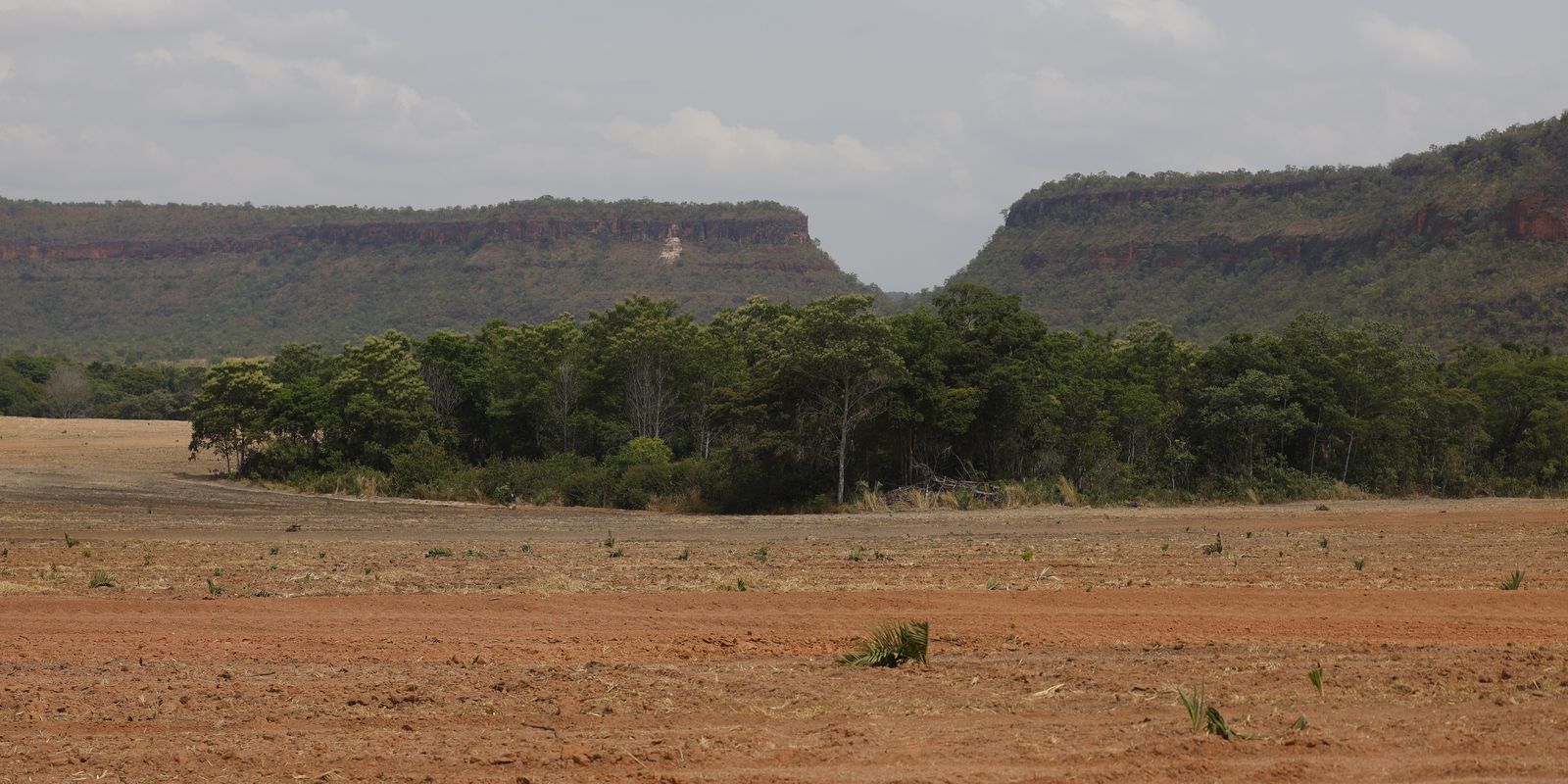Fragmentos de vegetação nativa cresceram no país 260% em 38 anos