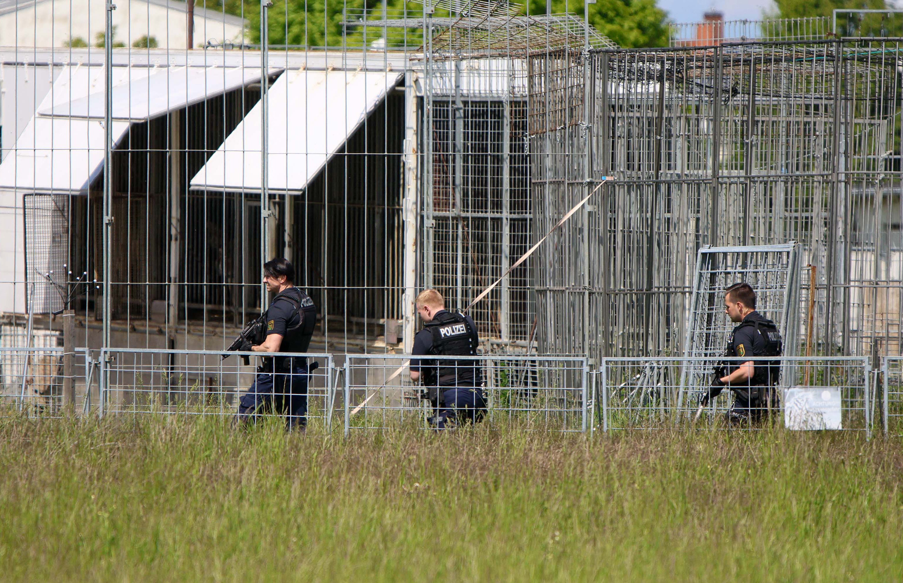 Polícia abate tigre que estava à solta na Alemanha