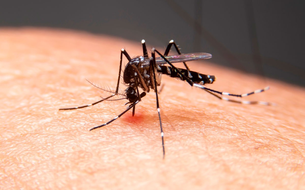 Mulher de 21 anos é confirmada como a quarta morte por dengue em Taubaté; região chega a 8 óbitos