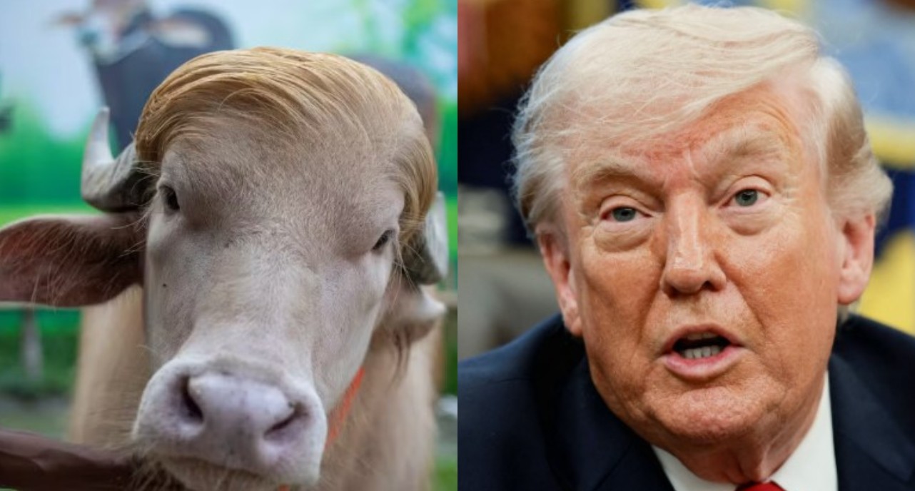 Búfalo 'Donald Trump' vai ser sacrificado em festival islâmico em Bangladesh