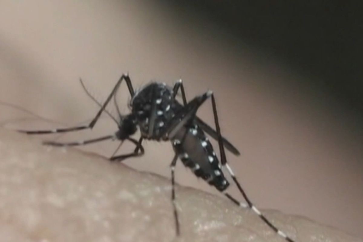 Taubaté confirma sexta morte por dengue na cidade; vítima é mulher de 84 anos