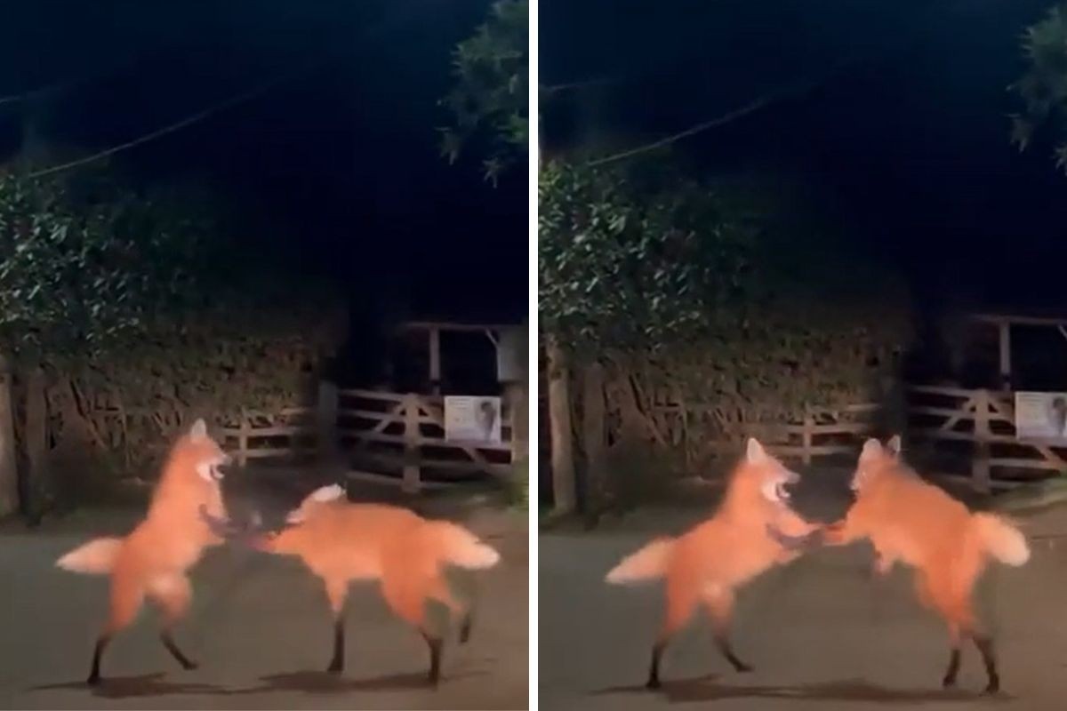 Vídeo flagra lobos-guará brigando por território em estrada do interior de SP: 'Cena impressionante'