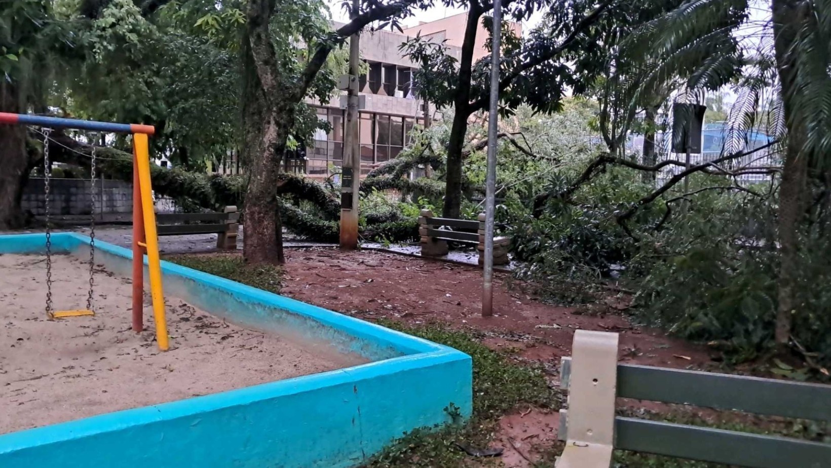 Árvore desaba em praça e bloqueia rua durante madrugada de chuva em São José dos Campos