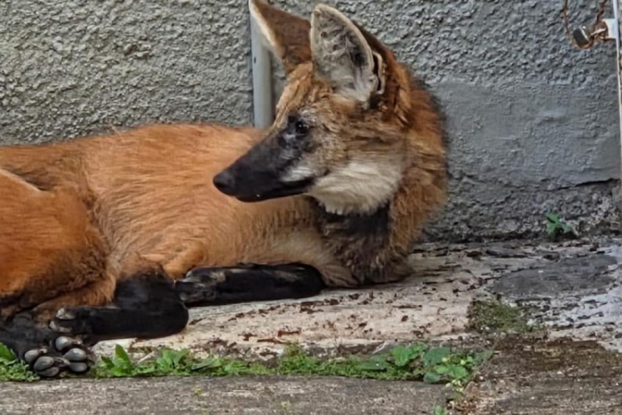 Lobo-guará é resgatado dentro de universidade em Lorena (SP)