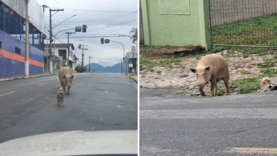 Cruzeiro: Porco de grande porte é flagrado passeando entre carros em rua