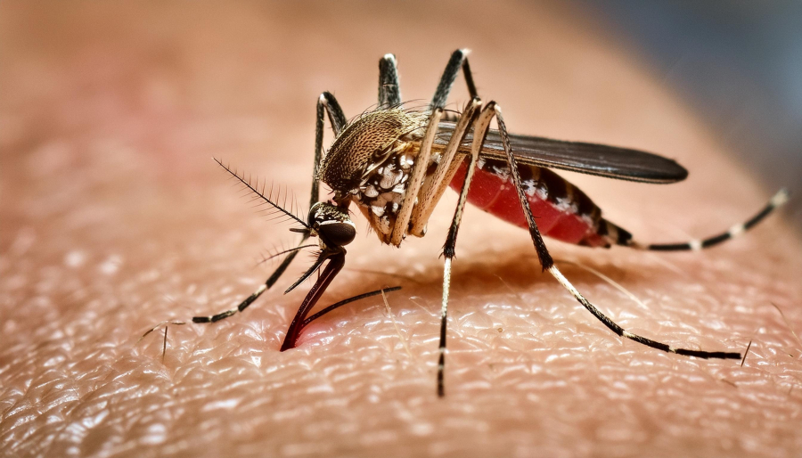 Pindamonhangaba amplia ações de combate à dengue no município