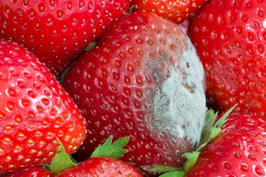Produtores de Atibaia perdem até 80% da colheita de morangos após sequência de chuvas