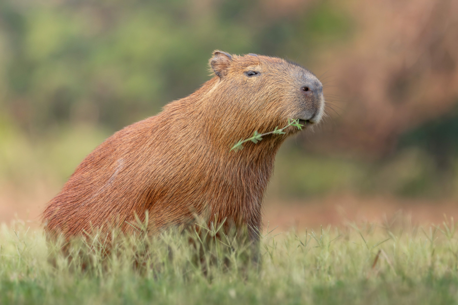 Capivara é resgatada após invadir creche, em Guaratinguetá