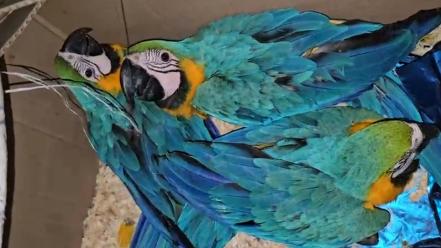 Quatro homens são presos com araras-canindé em caixa de papelão em Ubatuba
