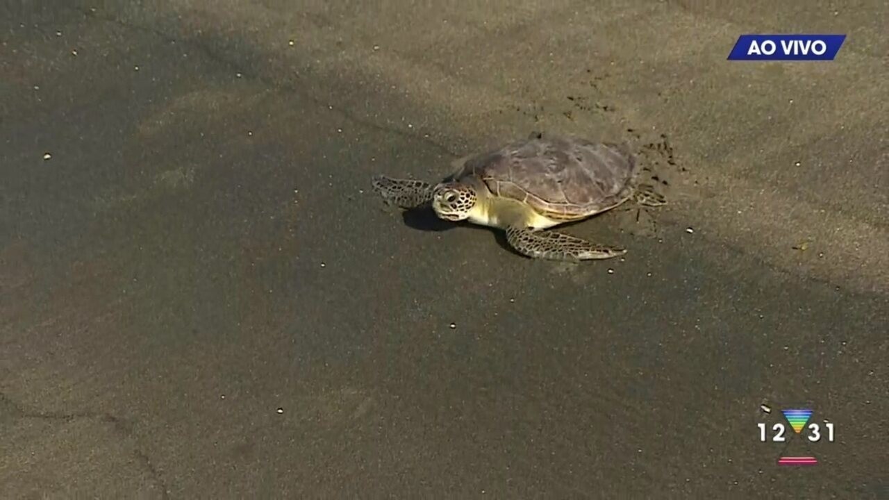 Tartaruga cadastrada no litoral de SP é encontrada em Fernando de Noronha 24 anos depois