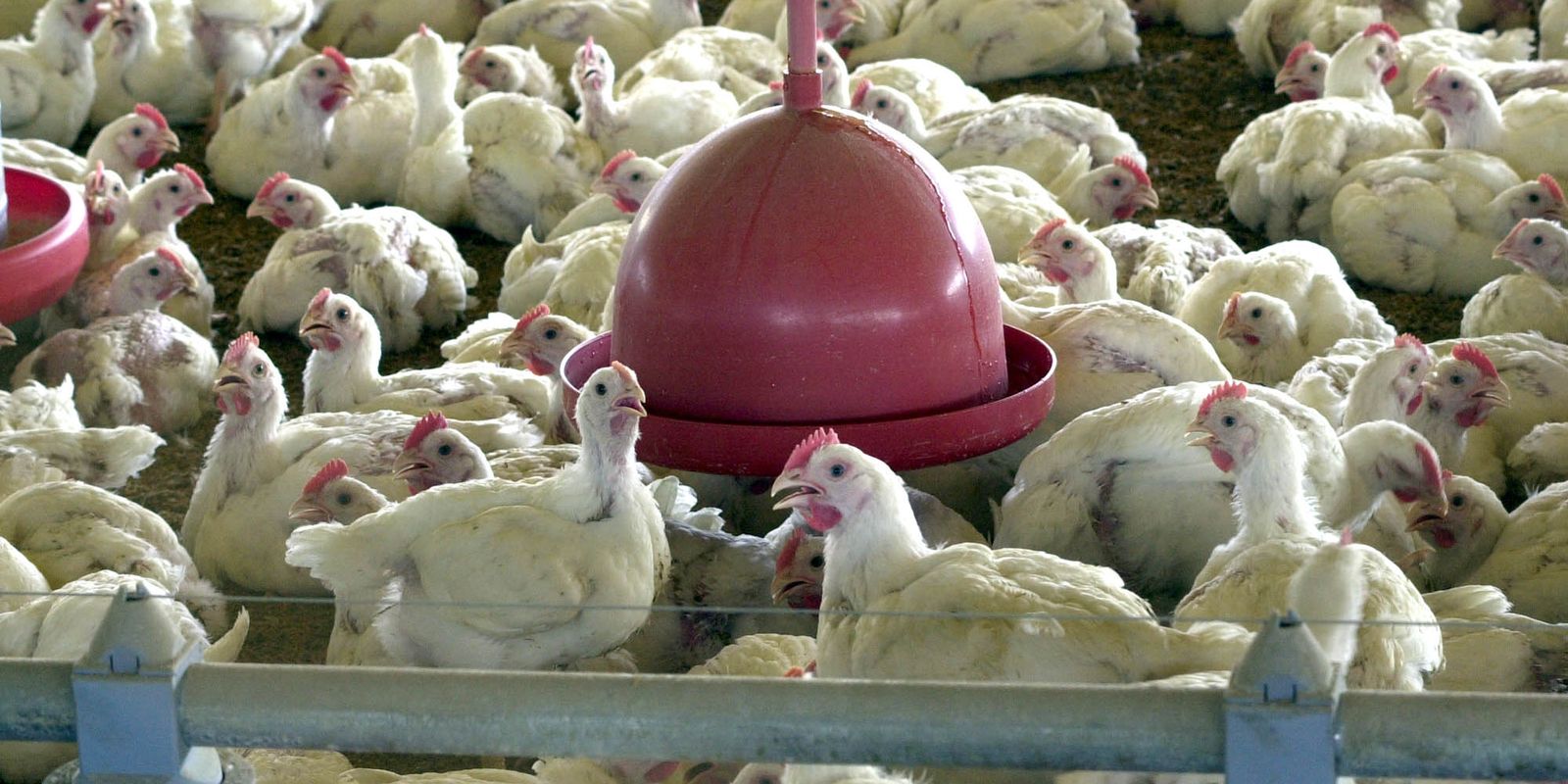 Gripe aviária: tire suas dúvidas sobre doença que afeta aves