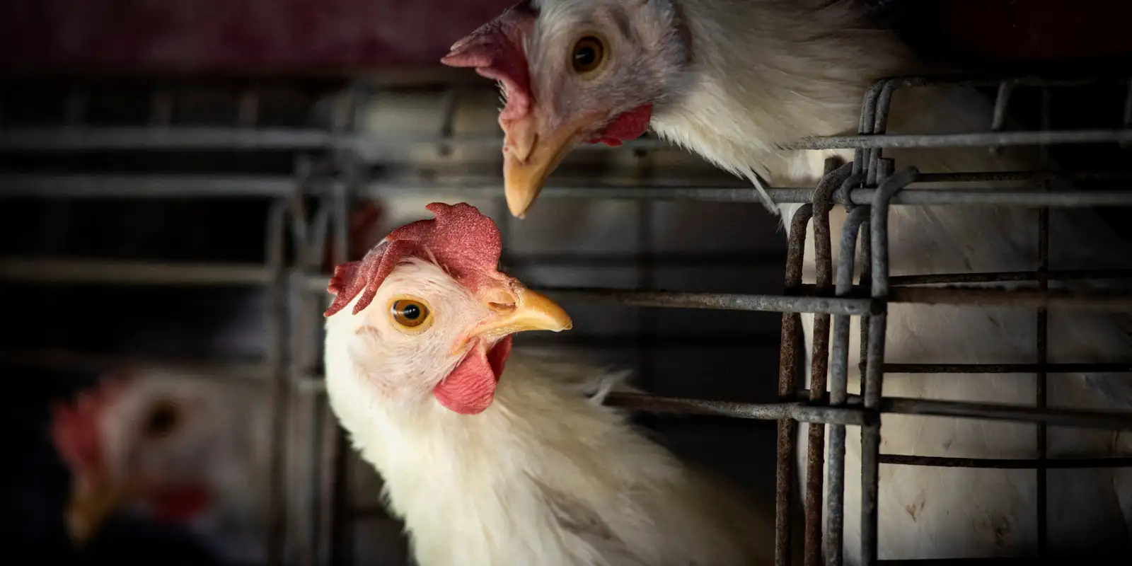 Gripe aviária: Brasil confirma dois focos e investiga seis casos