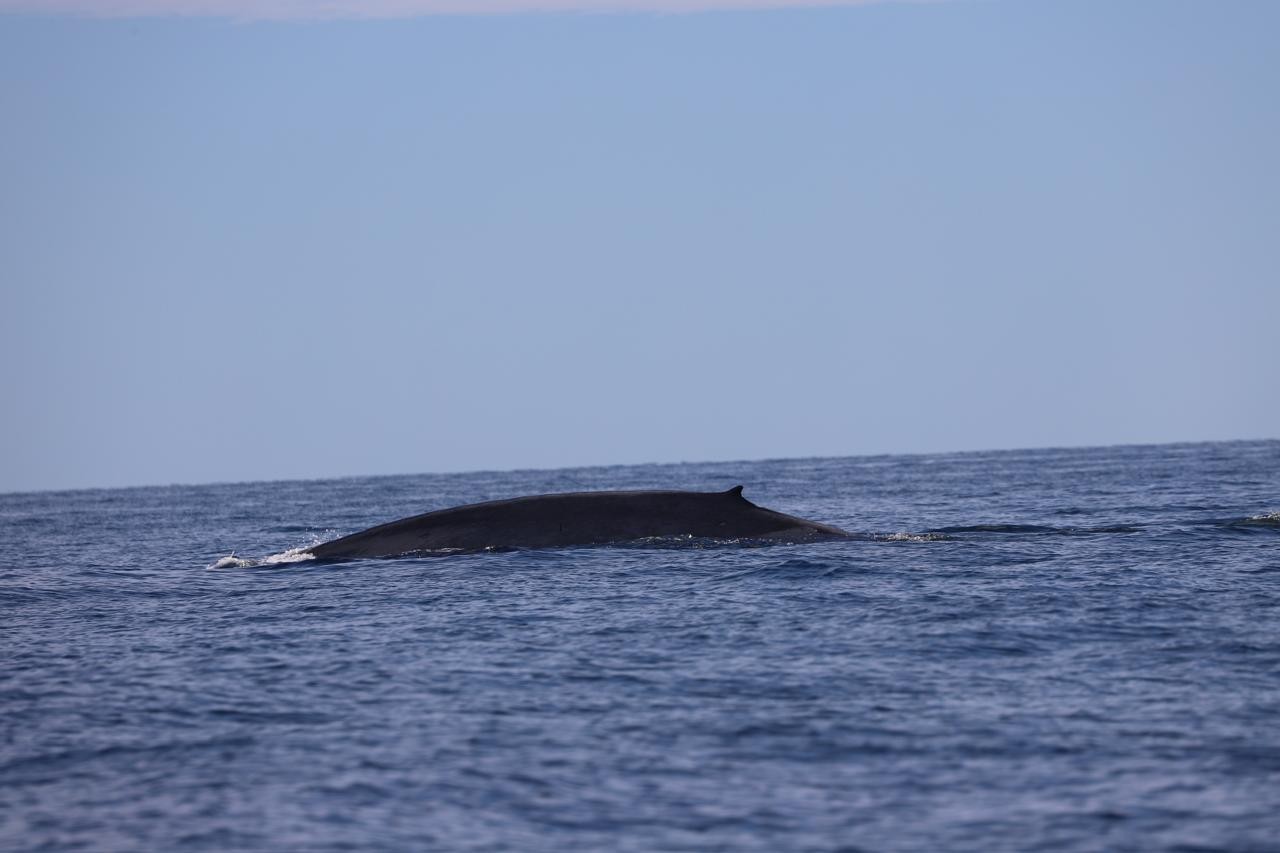Aparição rara: Maior animal do mundo, baleia-azul é avistada no litoral de SP; veja VÍDEO