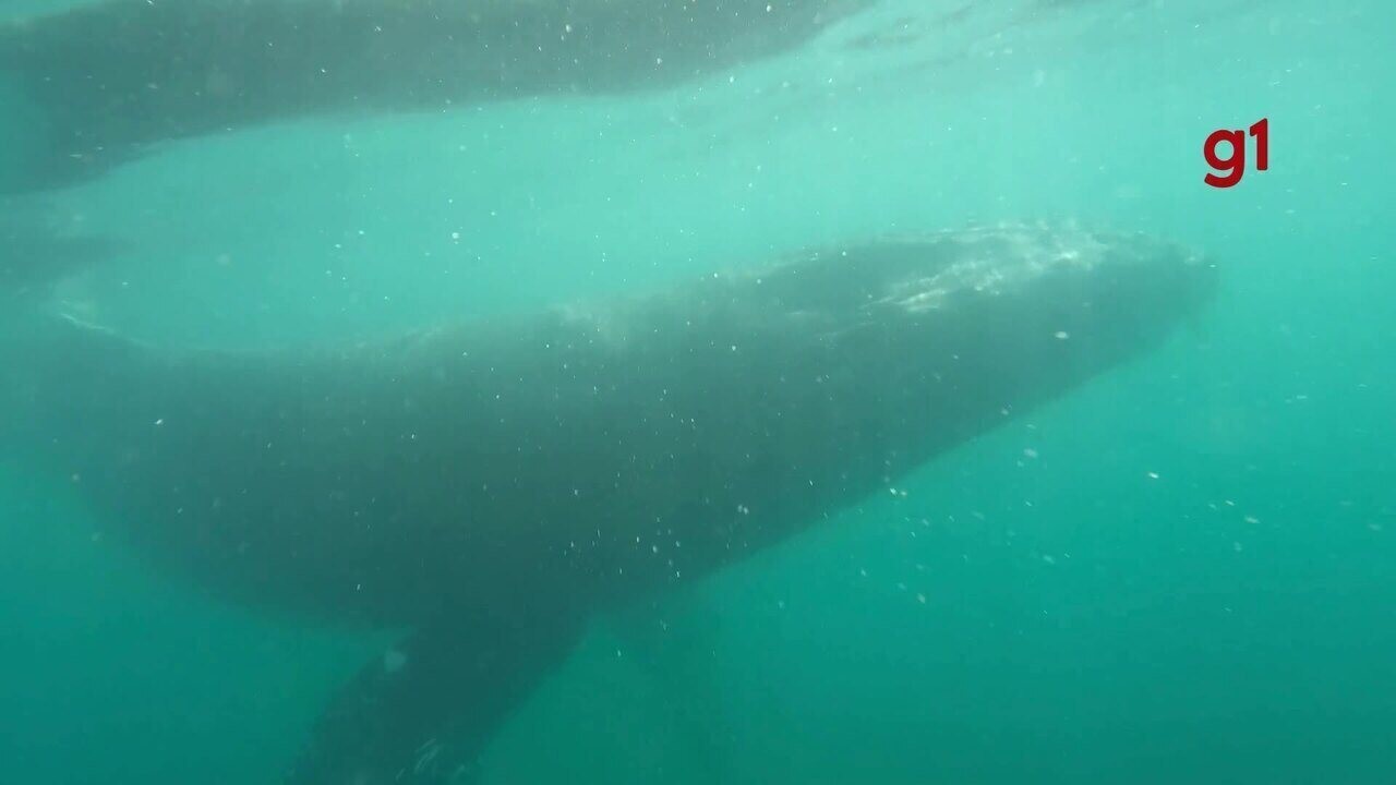 Baleia-jubarte é resgatada pela 2ª vez após se enroscar em rede de pesca em Ubatuba, SP